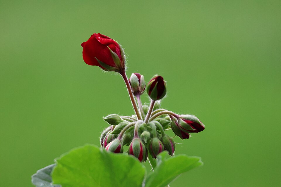 Emerging Red Geranium Bud (Pelargonium x hortorum)