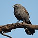 Apostlebird - Bimbi.jpg