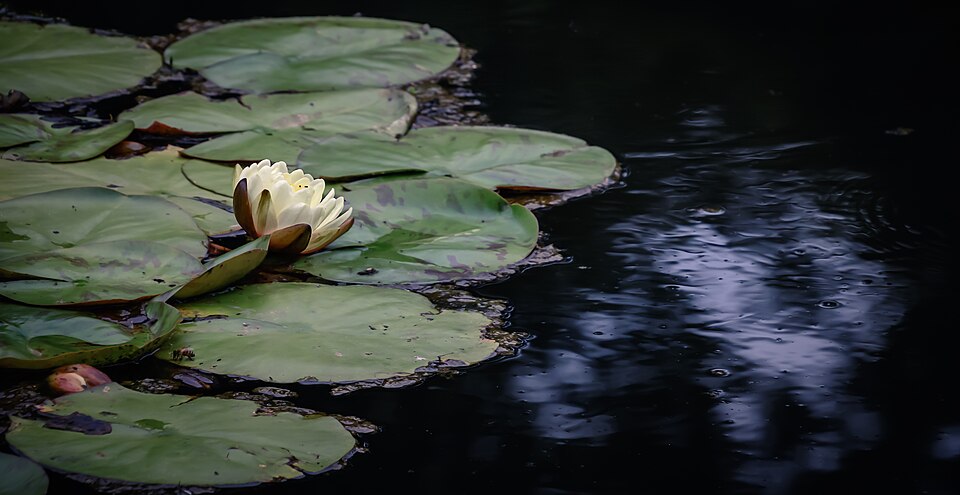 Waterlily