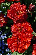 * Nomination: Double late tulipa cultivar 'Miranda' in the botanical garden in Munich, Germany --Kritzolina 15:07, 9 May 2025 (UTC) * * Review needed