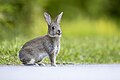 * Nomination An European rabbit kitten. --Alexis Lours 19:43, 9 May 2025 (UTC) * Promotion  Support Good quality. --Romainbehar 20:25, 9 May 2025 (UTC)