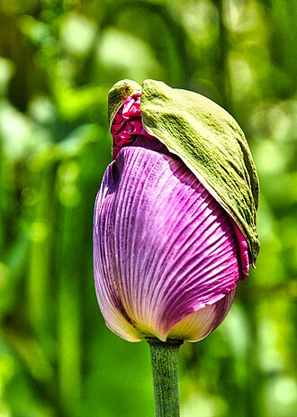 Papaver somniferum kurz vor dem Aufblühen, in Germerode, Hessen