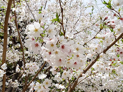 Cherry blossoms at Tokyo Metropolitan Teien Art Museum, Tokyo, Japan