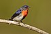 Mistletoebird - Round Hill Nature Reserve.jpg