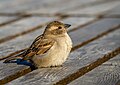 * Nomination House sparrow (female) in Switzerland. --Terragio67 13:26, 28 May 2025 (UTC) * Promotion  Support Good quality. --Kızıl 13:53, 28 May 2025 (UTC)  Support Good quality. --GRDN711 16:12, 30 May 2025 (UTC)