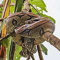 * Nomination Red-tailed boa (Boa constrictor) --Charlesjsharp 11:41, 9 May 2025 (UTC) * Promotion  Support Good quality. --Felino Volador 16:15, 9 May 2025 (UTC)