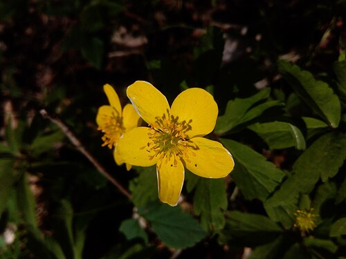 Anemone ranunculoides, Czech Republic