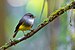 Yellow-bellied Flyrobin 0A2A7419.jpg