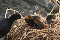 * Nomination: Coot chicks being fed . --Romzig 18:55, 05 May 2025 (UTC) * * Review needed