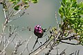 * Nomination: Anna's hummingbird displaying its head feathers. -SJ 04:49, 11 May 2025 (UTC) * * Review needed