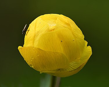 Trollius europaeus flower - Keila