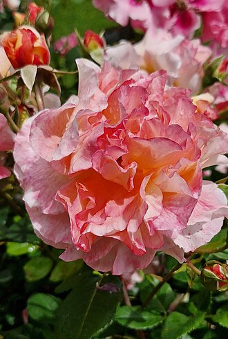 Rosa 'Augusta Luise'