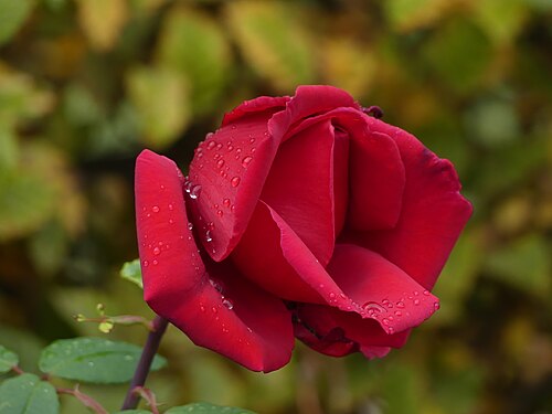 Red Rose with raindrops in the Blühendes Barock in Ludwigsburg