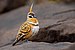 Spinifex Pigeon 0A2A1585.jpg