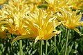 * Nomination: Lily-flowered tulipa cultivar 'Yellow Spider' in the botanical garden in Munich, Germany --Kritzolina 07:37, 11 May 2025 (UTC) * * Review needed