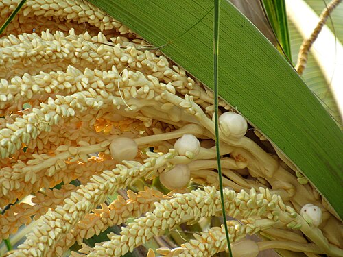 தென்னம் பூ