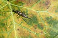 * Nomination ichneumon wasp. --Romzig 13:08, 04 May 2025 (UTC) * Promotion Good quality. --Kritzolina 06:11, 10 May 2025 (UTC)