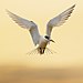 Crested Tern - Mortimer Bay.jpg