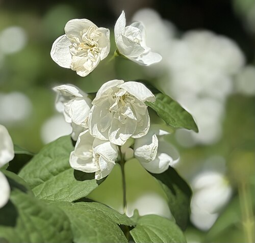 Philadelphus virginialis, Italy