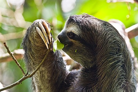 Bradypus variegatus (Brown-throated Sloth)