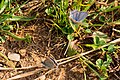 * Nomination: Common Blues in the nature reserve Südliche Fröttmaninger Heide --FlocciNivis 13:14, 9 May 2025 (UTC) * * Review needed