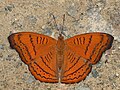 * Nomination Pseudergolis wedah ( Kollar,1844 ) - Tabby. By User:Atanu Bose Photography --Atudu 11:16, 29 May 2025 (UTC) * Promotion  Support Good quality. --Sebring12Hrs 12:42, 29 May 2025 (UTC)