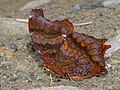 * Nomination: Rhinopalpa polynice (Cramer,1779) - Wizard. By User:Atanu Bose Photography --Atudu 15:03, 29 May 2025 (UTC) * * Review needed