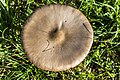 * Nomination Volvopluteus gloiocephalus near Zell am Ebersberg --Plozessor 03:33, 11 May 2025 (UTC) * Promotion  Support Good quality. --Jakubhal 03:42, 11 May 2025 (UTC)
