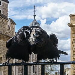 First place: Jubilee and Munin, Ravens of the Tower of London. – Attribution: © User:Colin / Wikimedia Commons / CC BY-SA 4.0