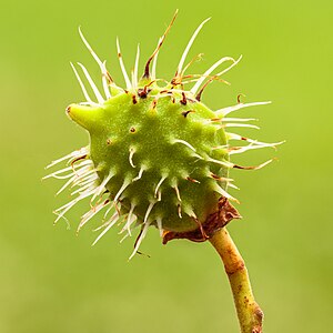 Vruchtbeginsel van een Tamme kastanje (Castanea sativa)