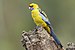 Yellow Rosella 4436.jpg