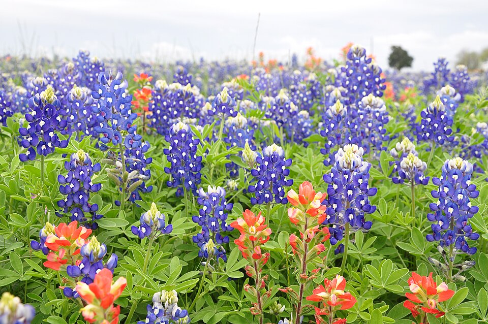 Bluebonnets and Indian paintbrushes in Texas