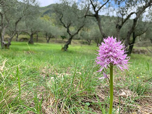 Orchis italica in bloei in een olijfboomgaard in Parco Nazionale d'Abruzzo, Lazio e Molise, Italië