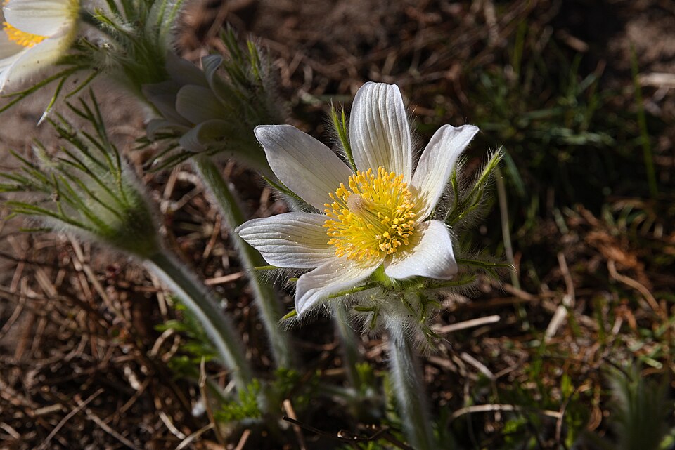 Pasqueflower (Pulsatilla) in bloom in a garden, northern Germany