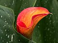 * Nomination Calla flower --Ermell 07:49, 31 May 2025 (UTC) * Promotion  Support Good quality. --GoldenArtists 08:55, 31 May 2025 (UTC)  Support Good quality. --Poco a poco 08:57, 31 May 2025 (UTC)