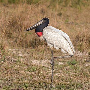 Jabiru (Jabiru mycteria) 2