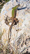 * Nomination: Otranto (Apulia, Italy) - Ruin lizard (Podarcis siculus) on a rock --Benjism89 10:12, 29 May 2025 (UTC) * * Review needed