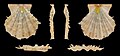 * Nomination Left valve of a scallop, Mirapecten rastellum --Llez 05:11, 10 May 2025 (UTC) * Promotion  Support Good quality. --Ermell 05:31, 10 May 2025 (UTC)