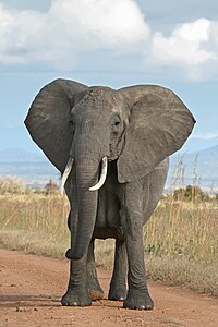 ♀ Loxodonta africana (African Bush Elephant)