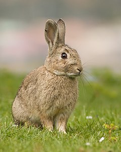 Oryctolagus cuniculus (European Rabbit)