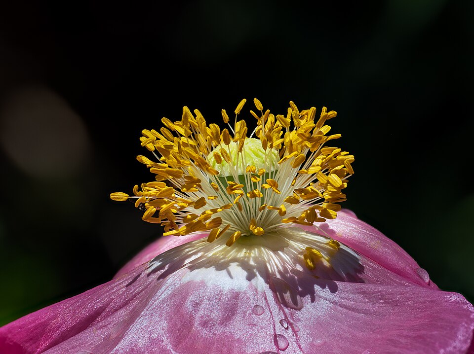 Inflorescence of a silk poppy flower