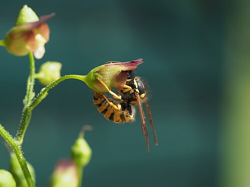 The inconspicuous flowers of Scrophularia nodosa are pollinated by wasps