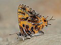 * Nomination Catapaecilma subochrea (Elwes,1893)- Yellow Tinsel. By User:Atanu Bose Photography --Atudu 02:30, 30 May 2025 (UTC) * Promotion  Support Good quality. --Bgag 02:40, 30 May 2025 (UTC)