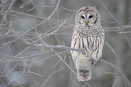 Strix varia (Barred Owl)
