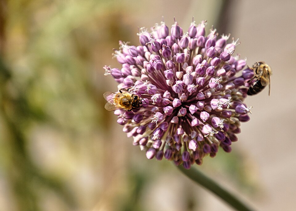 Allium ampeloprasum mit Bienen im Naturpark Habichtswald