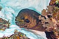 * Nomination Yellow-edged moray (Gymnothorax flavimarginatus), Zanzibar, Tanzania --Poco a poco 09:41, 2 May 2025 (UTC) * Promotion Can you reduce the colour noise, particularly bottom-right? --Mike Peel 21:01, 8 May 2025 (UTC)  Done, thank you --Poco a poco 19:43, 9 May 2025 (UTC)  Support Good quality. --Mike Peel 20:40, 9 May 2025 (UTC)