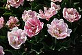 * Nomination: Tulipa cultivar "Foxtrot" in the botanical garden in Munich, Germany --Kritzolina 07:37, 11 May 2025 (UTC) * * Review needed