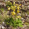 * Nomination Cowslip in the Langwieder Heide --FlocciNivis 08:58, 11 May 2025 (UTC) * Promotion  Support Good quality. --Poco a poco 09:10, 11 May 2025 (UTC)
