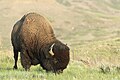 Plains bison Bison des plaines
