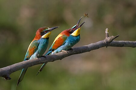 Merops apiaster (European Bee-eater)